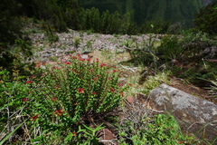 Rhodiola himalensis