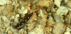 Thuridilla picta