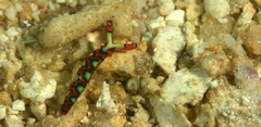 Thuridilla picta