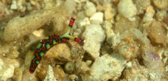 Thuridilla picta