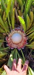 Protea cryophila