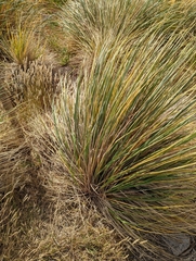 Poa flabellata