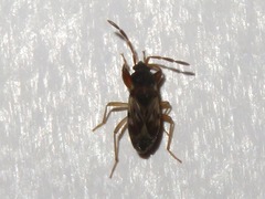 Scolopostethus affinis