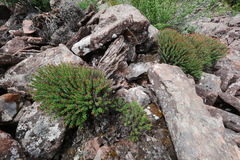 Rhodiola himalensis