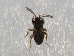 Scolopostethus affinis