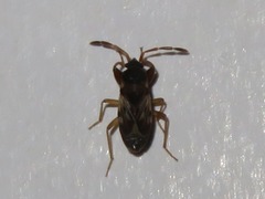 Scolopostethus affinis