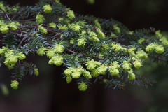 Tsuga diversifolia