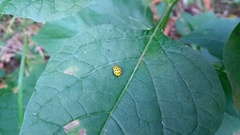 Psyllobora vigintiduopunctata