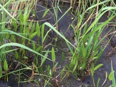 Alisma gramineum