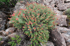 Rhodiola himalensis