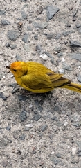 Sicalis flaveola