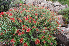 Rhodiola himalensis