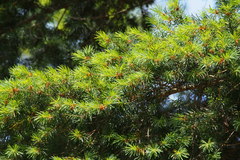 Pseudotsuga japonica