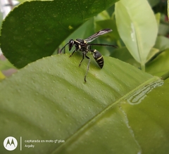 Polybia occidentalis