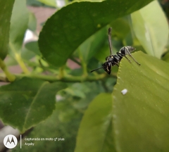 Polybia occidentalis