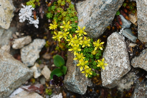 Saxifraga atuntsiensis