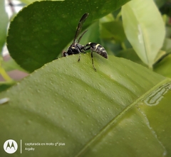 Polybia occidentalis