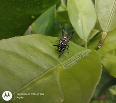 Polybia occidentalis