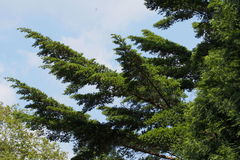 Pseudotsuga japonica
