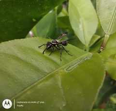 Polybia occidentalis