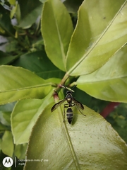 Polybia occidentalis