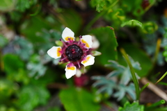 Micranthes melanocentra