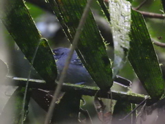 Cercomacroides parkeri