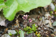 Micranthes melanocentra