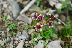 Micranthes melanocentra