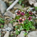 Yellow-Spotted White Saxifrage - Photo (c) @断肠人在刷牙/郑海磊, some rights reserved (CC BY-NC), uploaded by @断肠人在刷牙/郑海磊