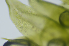 Claopodium whippleanum