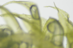 Claopodium whippleanum