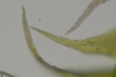 Claopodium whippleanum