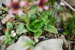 Micranthes melanocentra