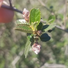 Ceanothus tomentosus olivaceus