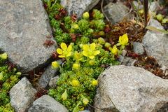 Saxifraga finitima