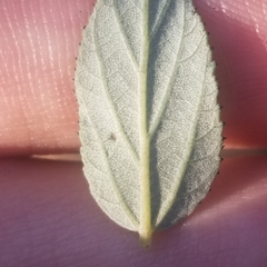 Ceanothus tomentosus olivaceus
