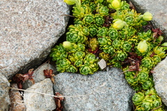 Saxifraga finitima
