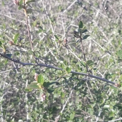 Ceanothus tomentosus olivaceus