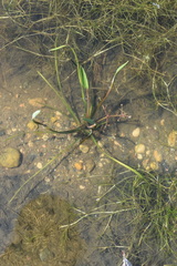 Alisma gramineum
