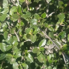 Ceanothus tomentosus olivaceus