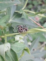 Tessarecphora arachnoides