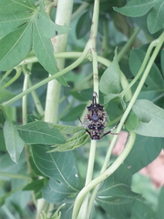 Tessarecphora arachnoides