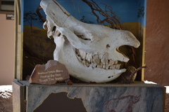 Ceratotherium simum