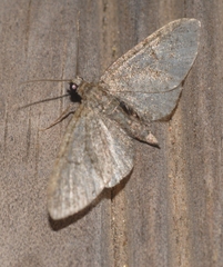 Eupithecia cocciferata