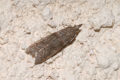 Acrobasis obliqua