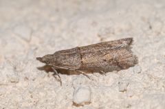 Acrobasis obliqua