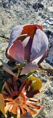 Protea recondita
