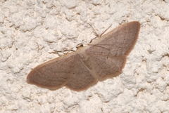 Idaea distinctaria