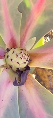 Protea recondita